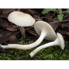 Мицелий Гигрофора белоснежного / Гигрофор снежно-белый (Camarophyllus niveus)